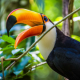 dimidodiano