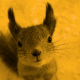 squirrel 🐿️