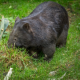 codingWombat (he / him) ⌨