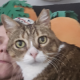Chæfkadse