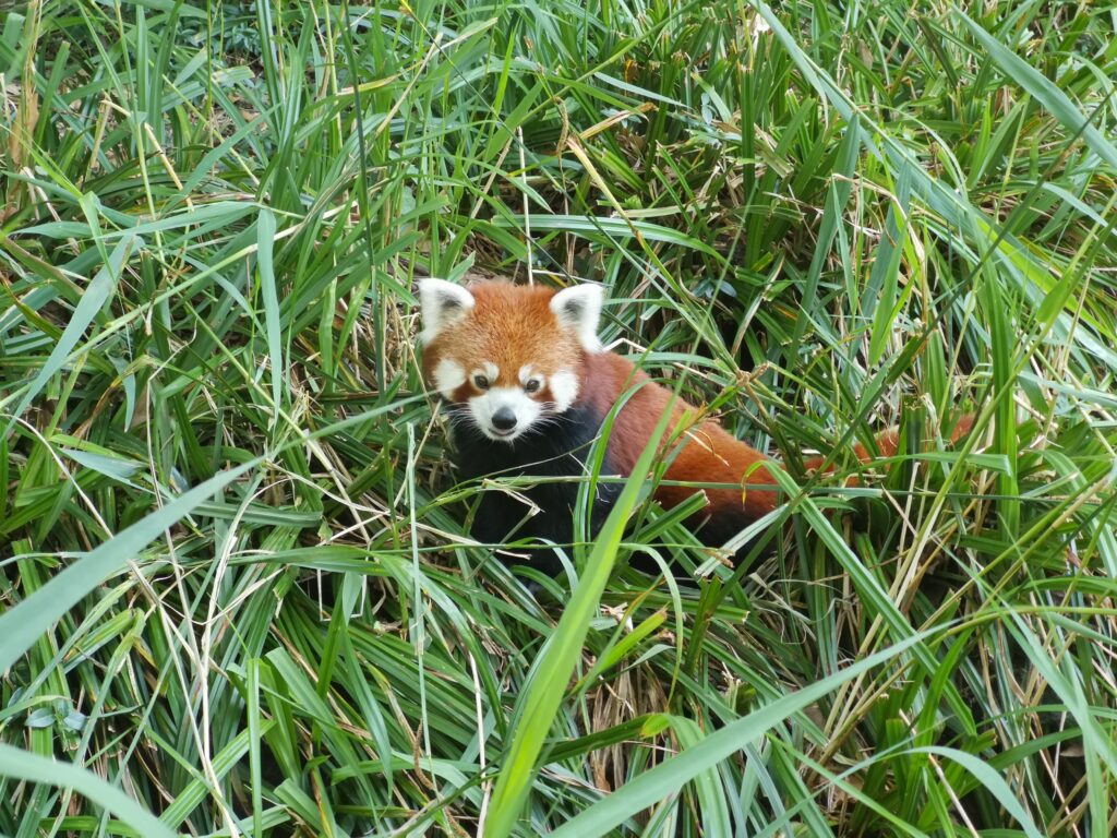 Aus dem Gras schaut ein roter Pandabär zu uns hinauf und beobachtet uns von unten aus einem Gehege