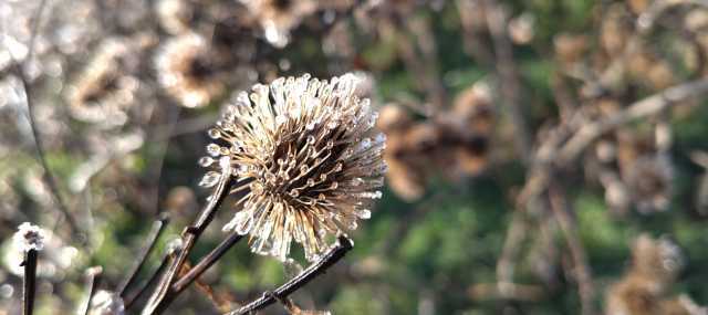 Eine Distel im Sonnenlicht mit vereisten Spitzen