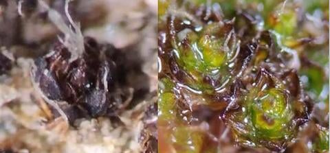 The same moss, both wet and dry
