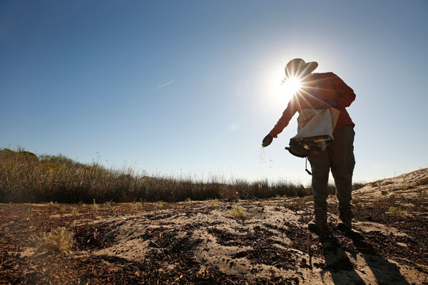 Sara Cuadra spreads seeds on the beach with the sun setting behind her.