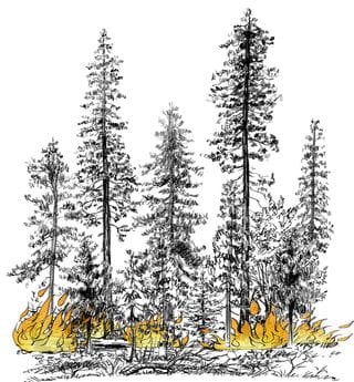 A fire burns on the forest floor.