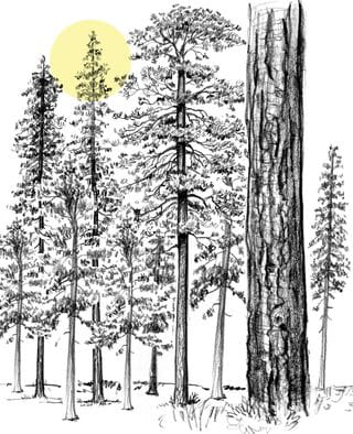 Sunlight filters through the branches of towering conifers.