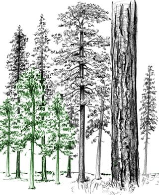 Saplings, debris and duff cover the forest floor — highlighted in green — signal danger. A crowded forest is more fire-prone.