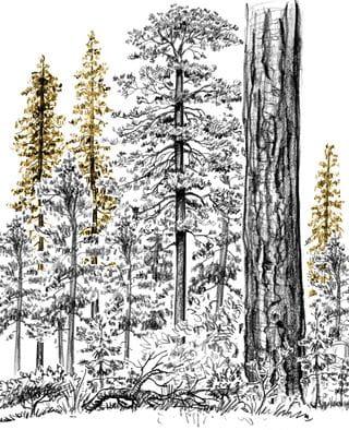 Drought-striken, stressed trees are vulnerable to bark beetles and pathogens. Pines die and their needles turn from a healthy green to orange, causing those trees to stand out in the forest.